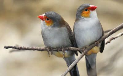 Blog 1