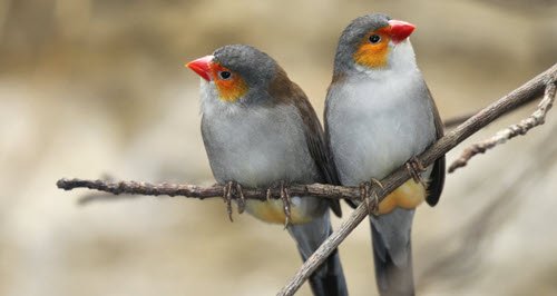 Blog 1