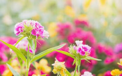 Blog 2